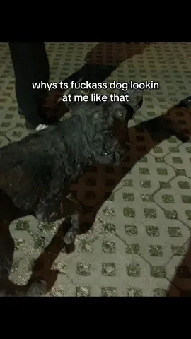 🥀🥀🥀 #fyp #funny #dog #whatthedogdoin #viral #georgia #tbilisi #help #foryoupage #foryou 