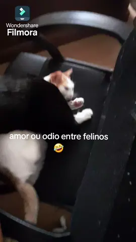 eles são tão fofos 🐈‍⬛🤣