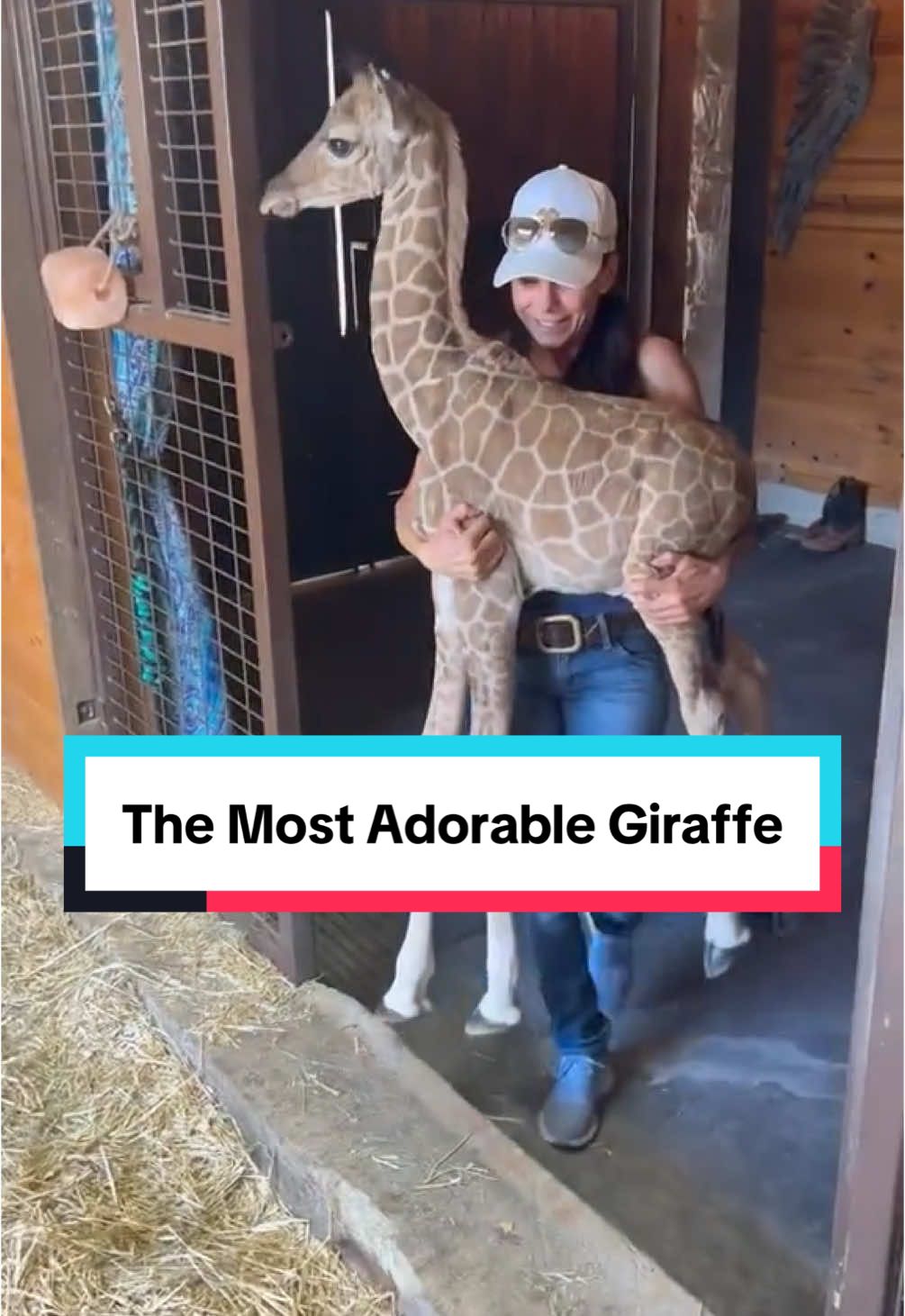 Warning: This baby giraffe might make your heart melt 🦒🥹 Baby giraffes, also known as calves, are born after a gestation period of approximately 15 months. Remarkably, they enter the world with a dramatic drop, as giraffe mothers give birth standing up, resulting in the calf falling roughly six feet to the ground. Despite this, these young animals are incredibly resilient, often standing and even running within an hour of birth. 🎥 @Wanda  #giraffe #giraffesoftiktok #wildlife #wildlifeanimals #animalsoftiktok 