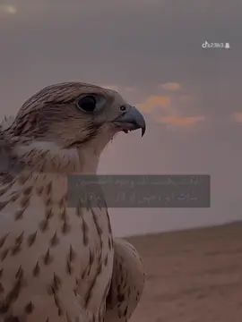 #ترندات_تيك_توك #s23b3 #خواطر #شعر #لشاعرها #قصايد_شعر_خواطر #قصايد_شعر #اكسبلور #تيك_توك #تصاميم_فيديوهات #ترند 
