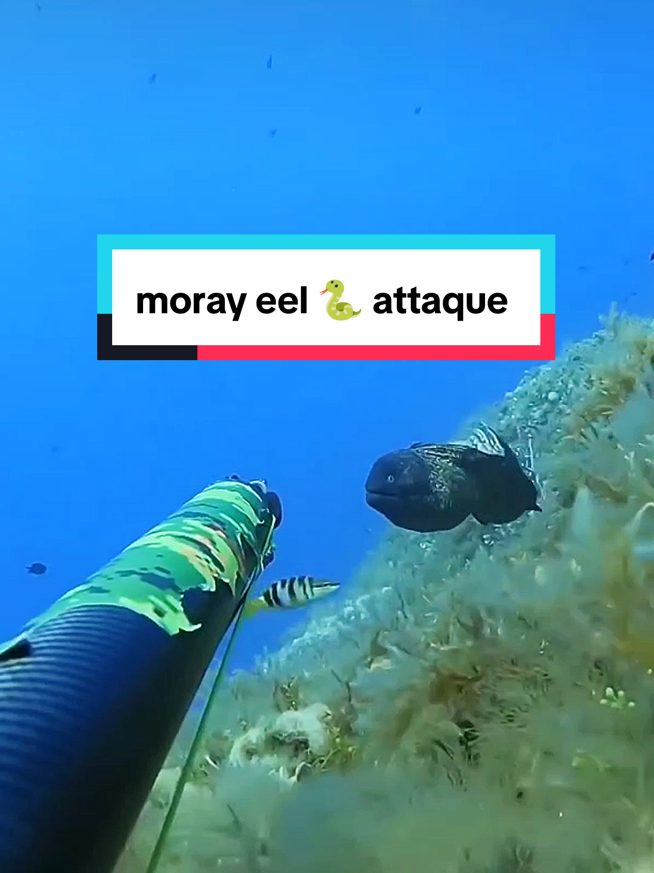 Spearfishing moray eel 🐍  #fishing #spearfishing #fish 