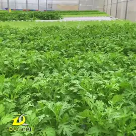 Độc lạ kiếm chục triệu mỗi tháng nhờ trồng rau không cần đất  #duycoivlog #trongraukhongdat #docla #trongrausach#trending #trendingvideo #trend #xuhuong #xuhuongtiktok #khamphacuocsong 