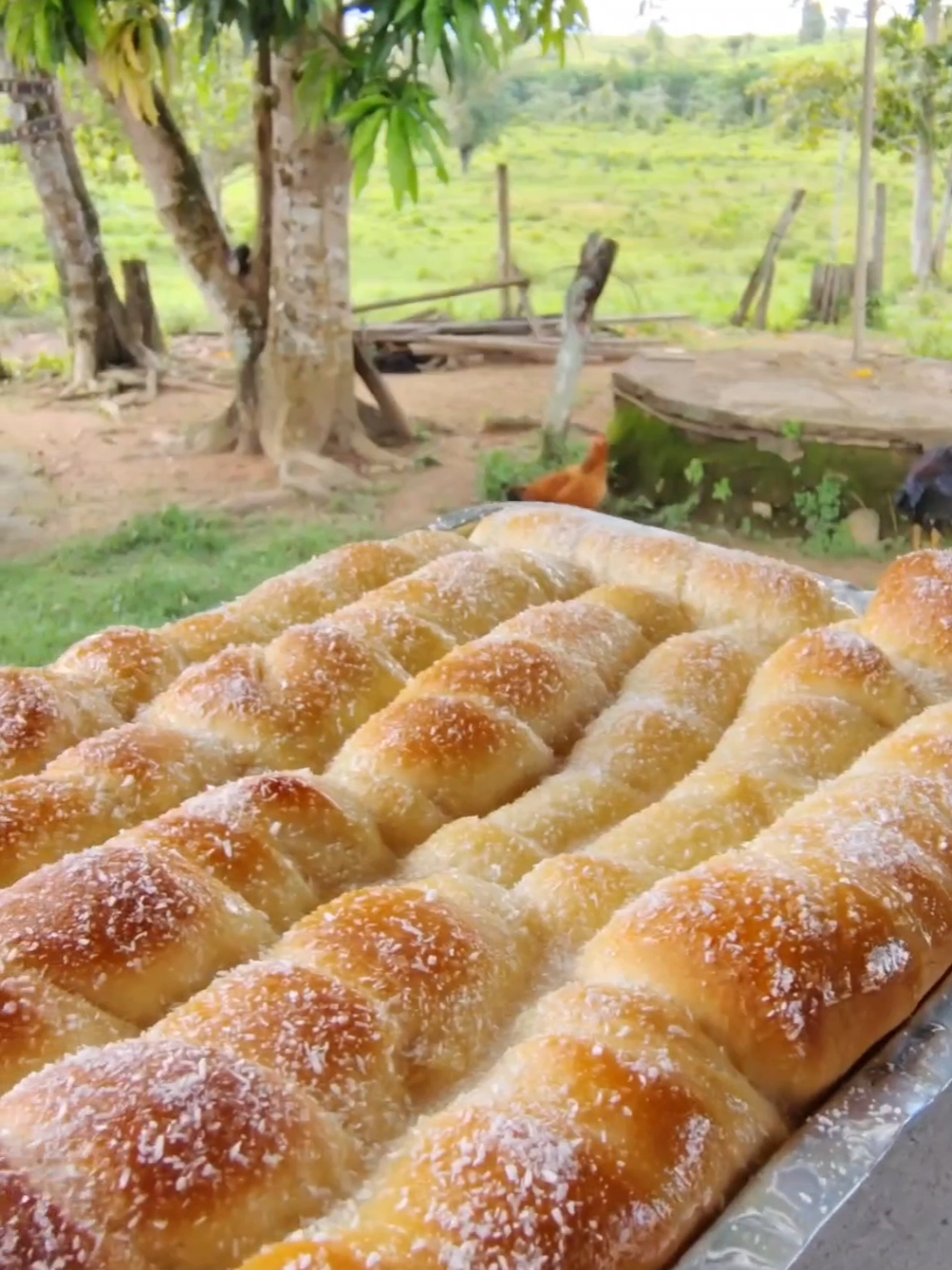 hoje tu vai aprender fazer pão de graça #roça #donadecasablogueira #receita 