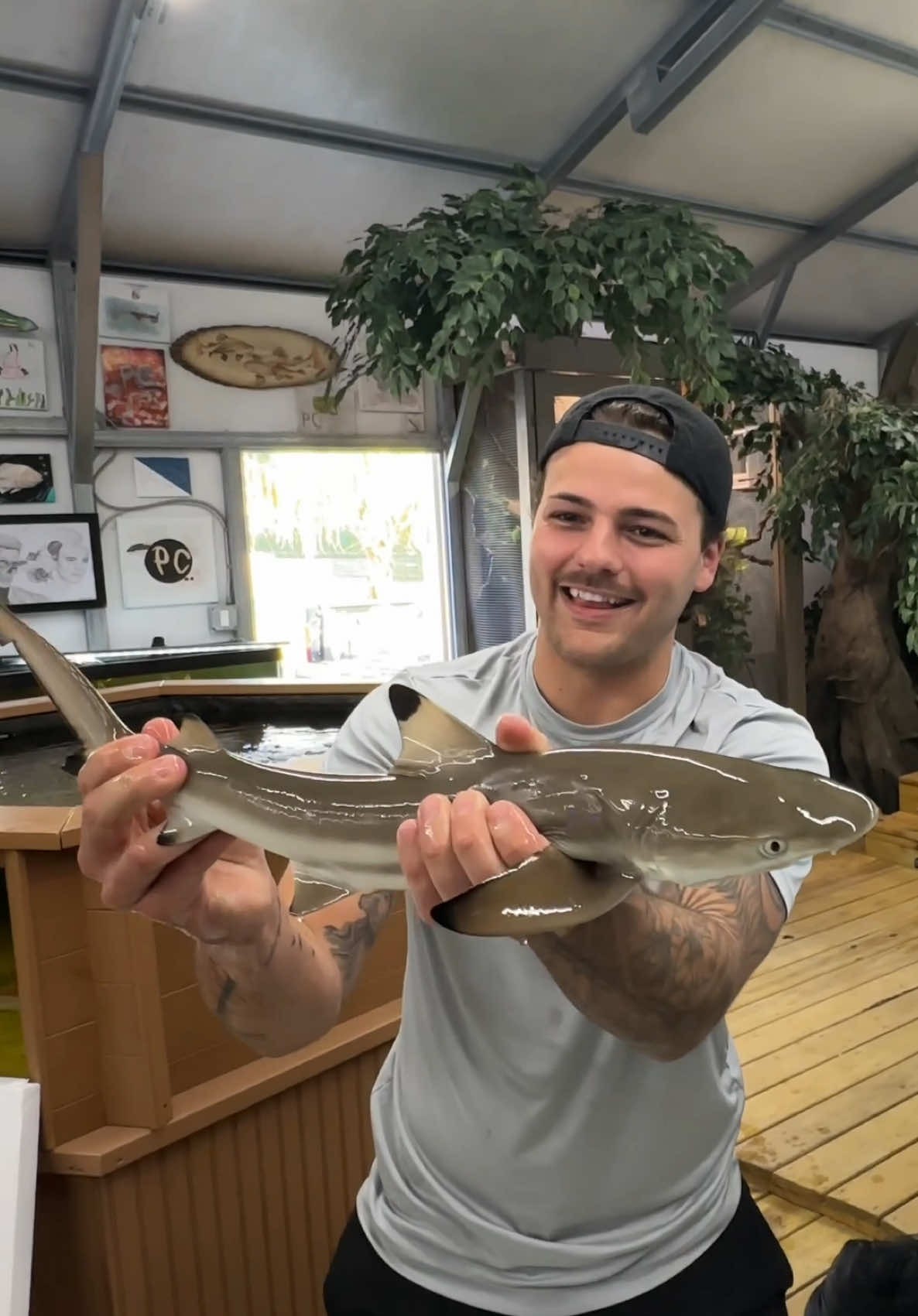 We got a BlackTip Shark!🦈