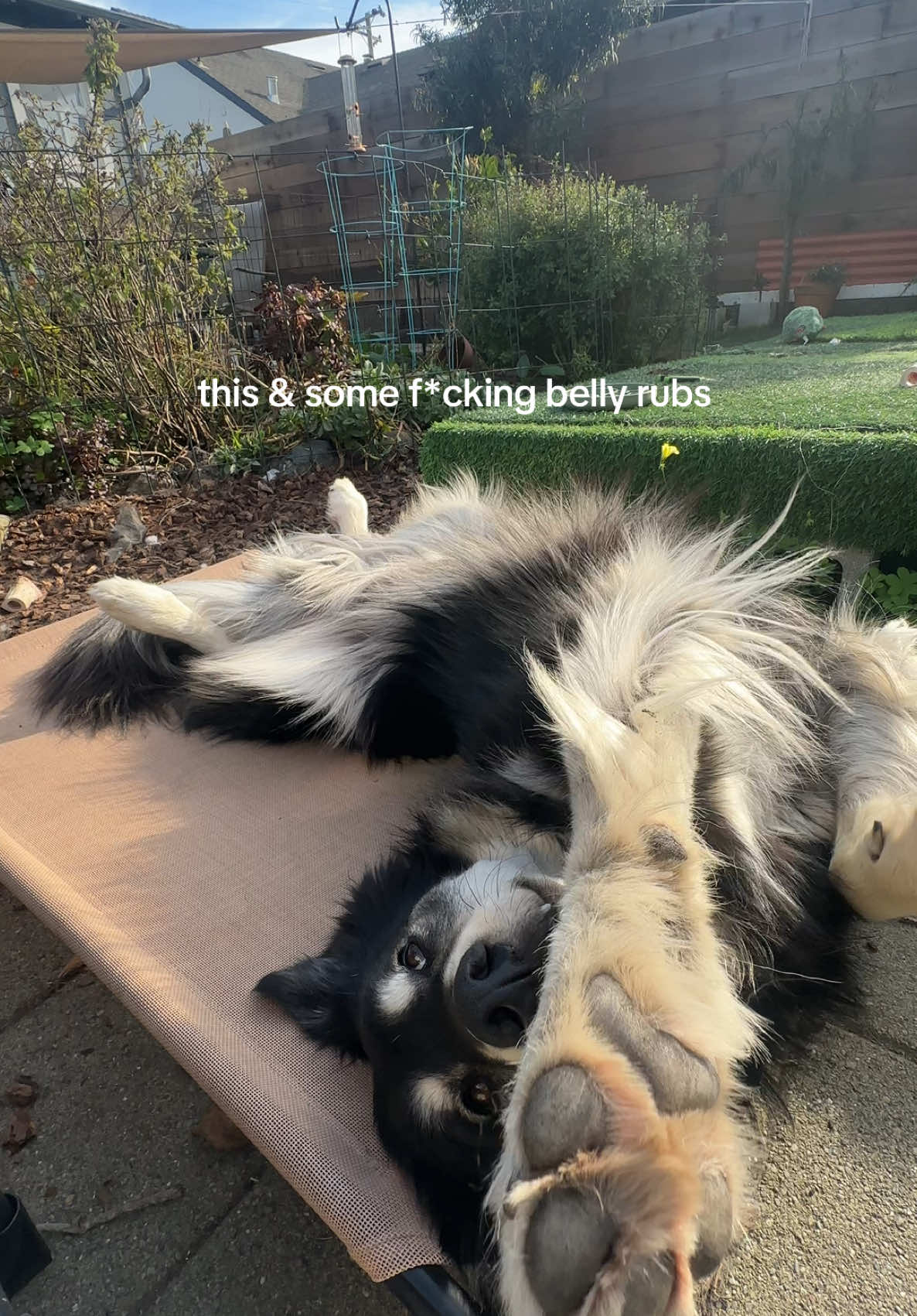 don’t worry belly rubs came immediately after this vid 
