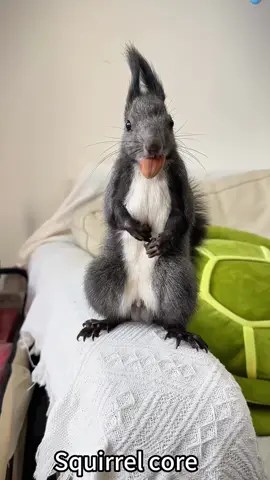 Squirrel 🐿️ core #fpy #fpyシ #pet #pets #squirrel #furyou #animal #animals #cutebaby #cute #hahaha #funnyvideos #funnyanimals #cute #angry #happy #funny #fun 
