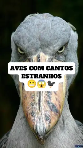 Aves com cantos estranhos. #aves #passaros #ave #avesdobrasil #birds #urutau #cantodepassaros 