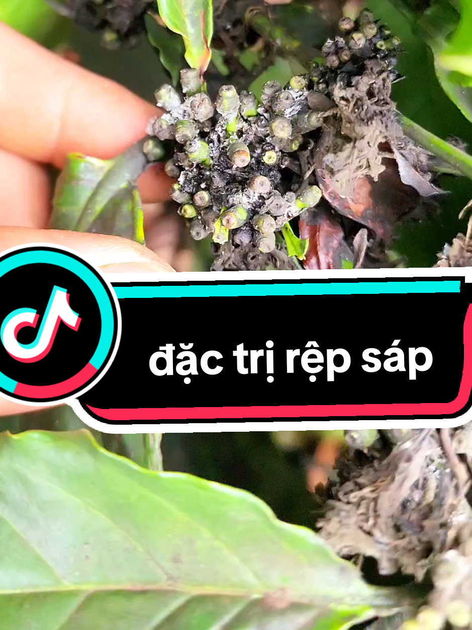 rệp sáp gây đen trái và rụng trái, sản phẩm khắc phục #xuhuong #caphe #repsapcaphe #nongdan #nongnghiep 
