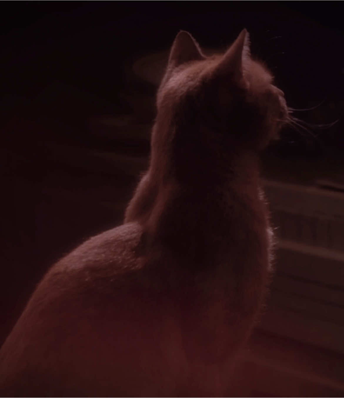 was adriana reincarnated as that cat? #fyp #thesopranos #sopranos #sopranostok #adrianalacerva #christophermoltisanti #tonysoprano #reincarnation 
