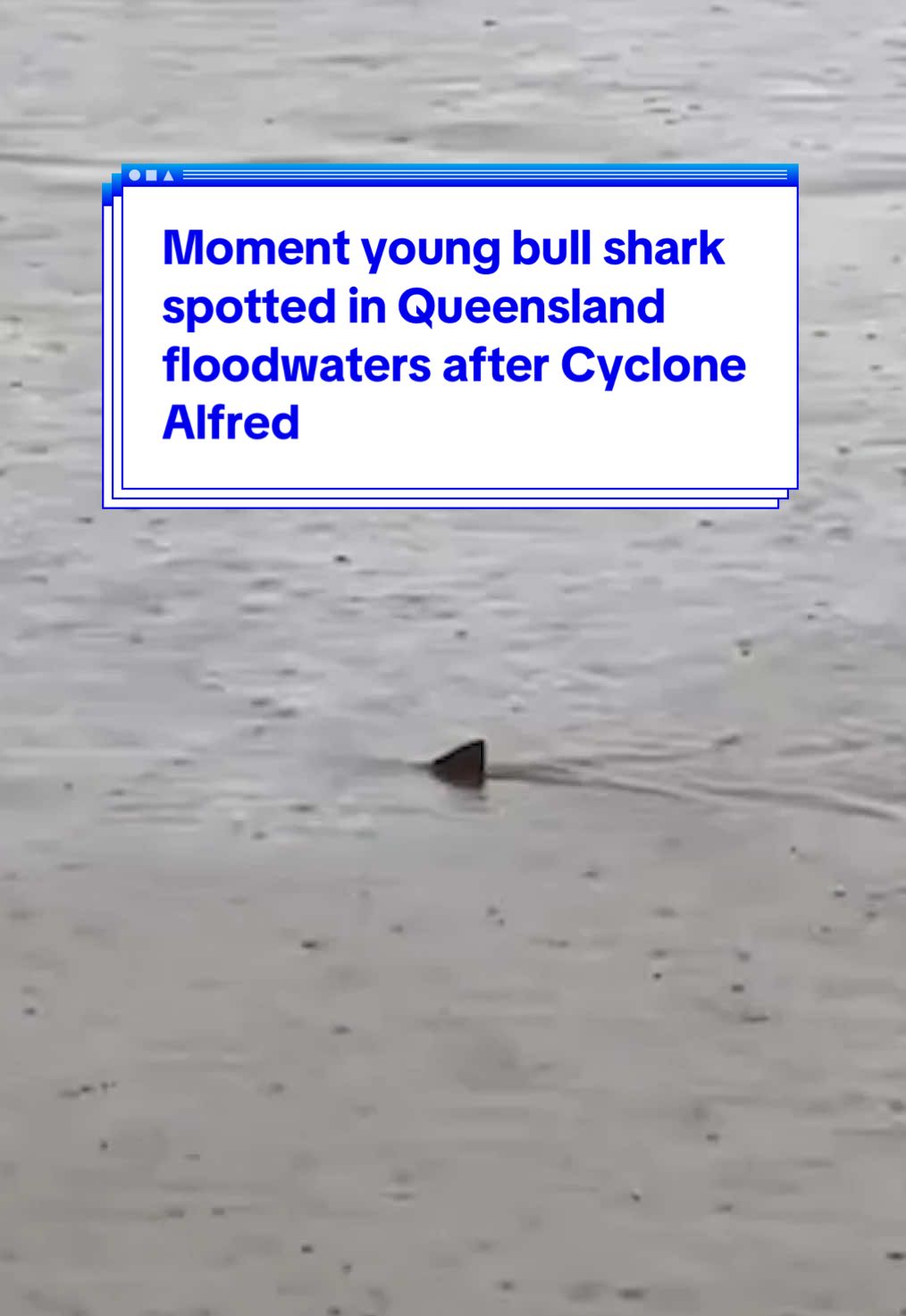 Moment young #bullshark spotted in #Queensland floodwaters after #CycloneAlfred 🦈 #yahoonews #yahooaustralia 