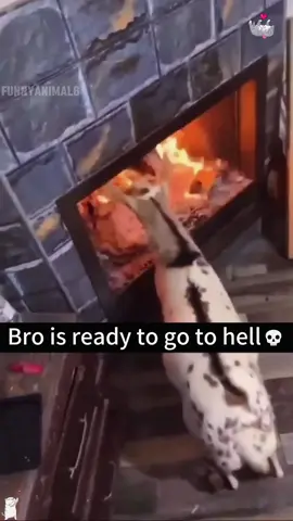 Funny goat 🤣#foryou #funny #foryoupage #fypシ゚viral #funnyanimals #pet #funnyvideo #cat #tiktok #goat 
