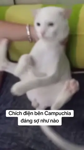 Cứ lười làm đòi pate ngon thì còn bị chích điện dài con ạ #campuchia #chichdien #mèo #pate #vietnamvodich🇻🇳🇻🇳❤️ 