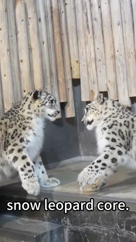 snow leopard core#snowleopard #cat #bigcat #zoo #fyp#animal #cute #bigcatsoftiktok 