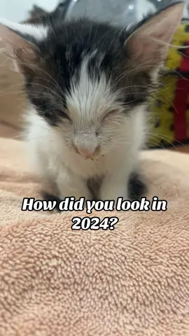 Then VZ Now!! #beforeandafter #cat #catsoftiktok #kitten #animallover #fypage #fyp #vettech 