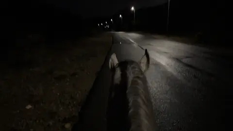 #CapCut شفيع لي يوم القيامه🤍#قران #foryou #خيل 