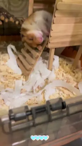 So cute it is sleeping 😴 #hamster #cute #socute #pet#cutepet #hamstersoftiktok #fyp 