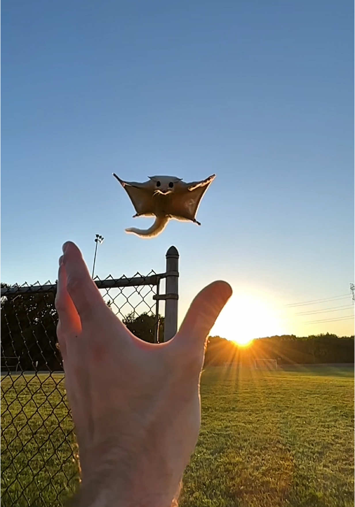 Replying to @sin.dragan011 Precisely🎯 #sugarglider #cutepet #foryou 