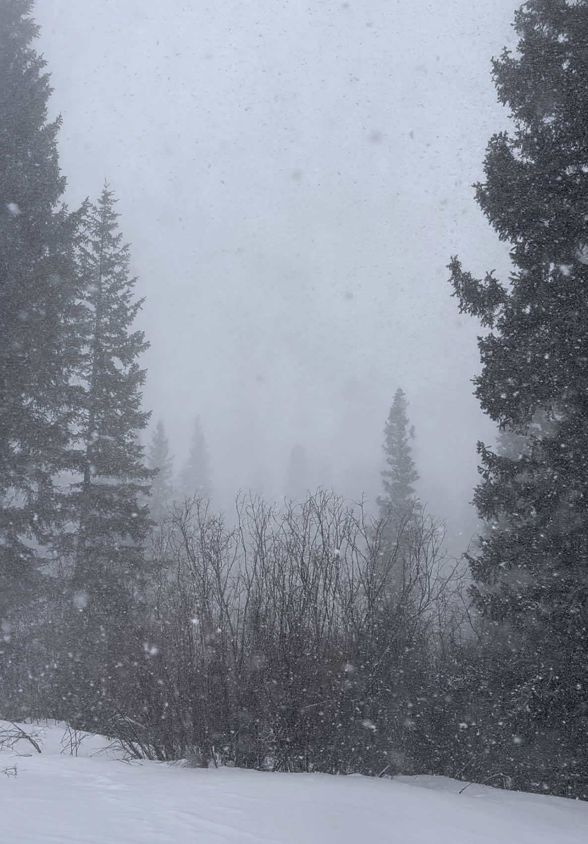 Bojack horseman🥹 #fyp #foryou #snow #snowstorm #colorado #winter #bojackhorseman #bojack #winterwonderland #blizzard #hearttoheart #quotesthathitdifferent #west #unitedstates 