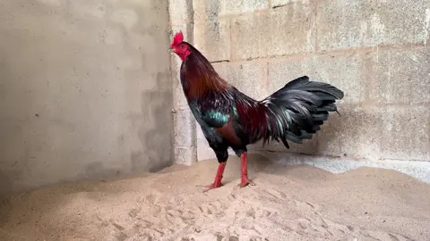 Tơ xuân 3.3kg vào chế độ !
