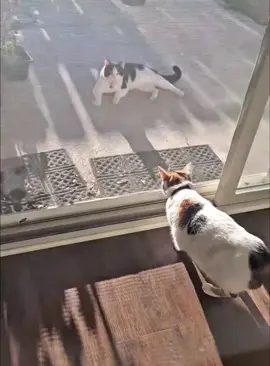 When your cat sees that you like other cats #cat #funnycat #cats #funnyvideos #fyp #cutecat 
