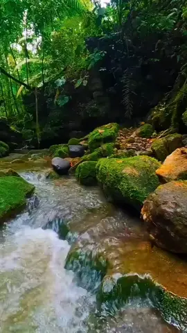 Flowing Water in Forest #naturerelaxation #watersounds #flowingwater #nature #forest 