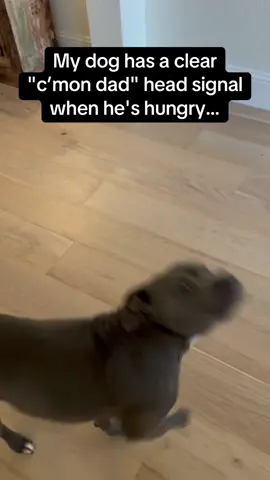 I understood everything the dog said tbh 🤣🤣 #RoadTo18Million #Pubity  (Adam Williams via ViralHog)