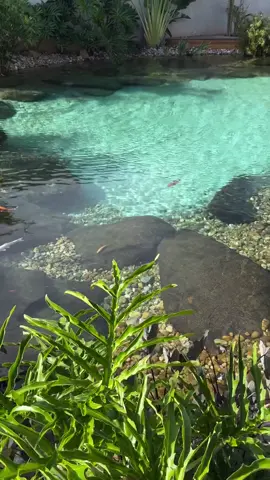 #hocanhquan #suoithiennhien #hoboisinhthai #holotbat #landcapse #viral #viralvideo #xuhướng  Hồ sinh thái, tư vấn thi công alo : 0937,95,4195