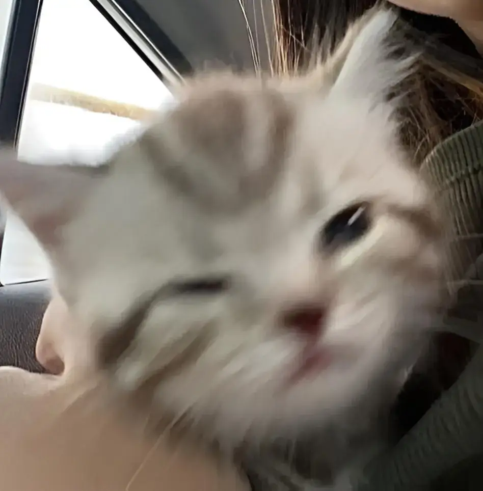 Part77|CUTE CAT PFP #fyp #Cat #catsoftiktok #pfp #pfps #catpictures #profile #picture #fypシ゚viral🖤tiktok #uchihakuzen 