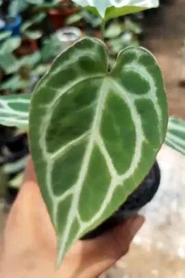 #anthurium hybrid  #anthuriumpallidiflorum #anthuriumcarlablackiae #anthuriumjenmanii #anthuriumwendlingeri #anthuriumredspider #anthuriumclarinerviumhybrid #anthuriumdressleri #anthuriumcrystallinumdarkformKing of spades x red crystalinum 🥰🥰🛒🛒🛒 KOS XRC BUTERFLY 🥰🦋 Kos xrc 🥰🥰🥰 #anthurium red Tiger ❤️ #anthurium clarinervium  #anthurium king of spades  #anthurium king of spades x red  #anthurium Minahasa #anthurium  #anthuriumclarinervium  #anthuriumregale  #anthuriummagnificum  #anthuriumveitchii  #anthuriumpapillilaminum #anthuriums #anthuriumwarocqueanum #anthuriumcrystallinum Whattsap:+6285777418642☎️ For sale 🛒