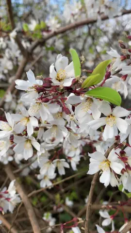 #ផ្កាព្រៃធម្មជាតិ🌷🌼💐#ស្រោះបំព្រង🌷🌼💐 @bv8401 