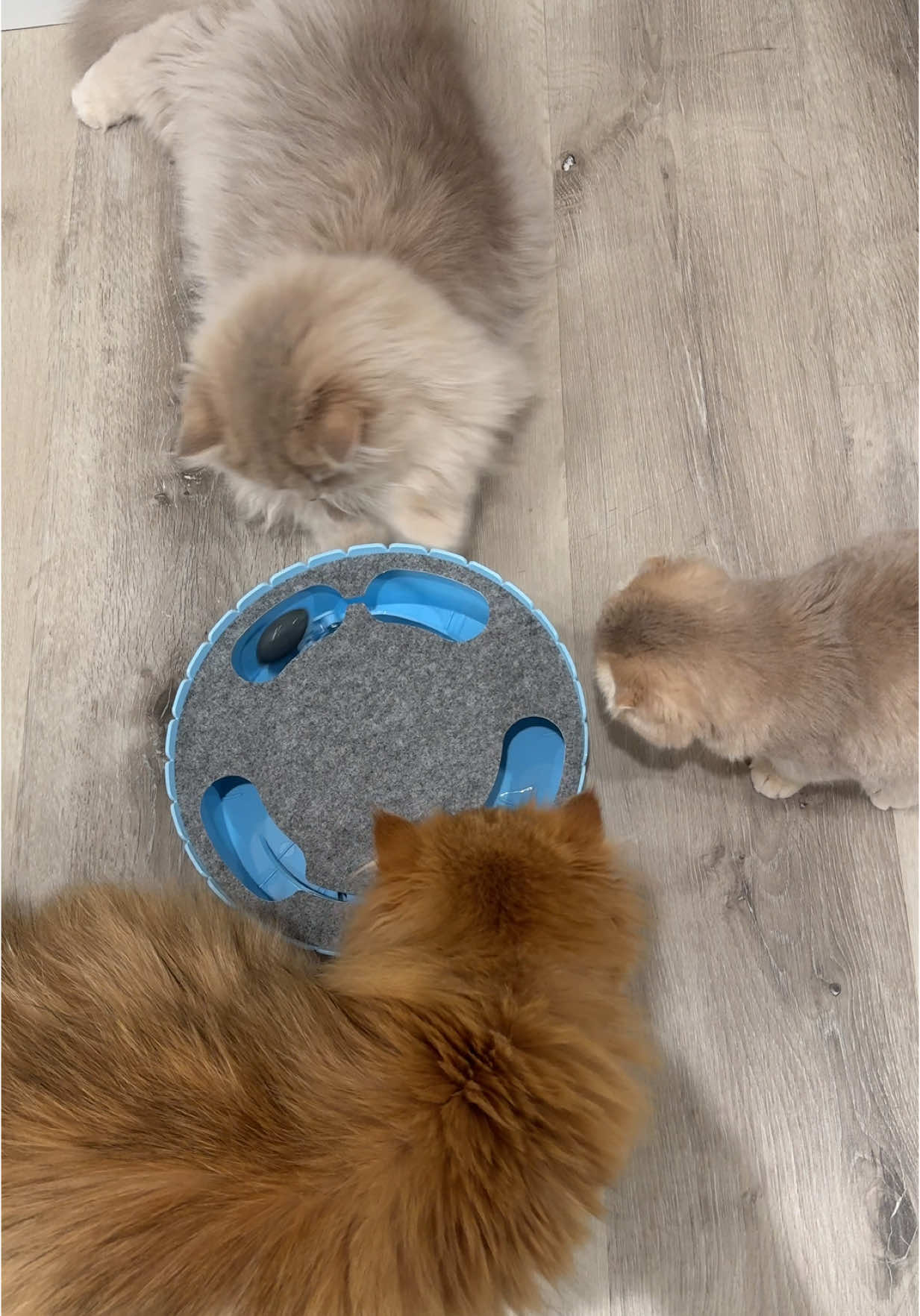 Such a great cat toy 🤩 #cattok #cattoys #catenrichment #cats #kittens 