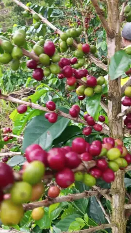 #petanikopi #petani #petanimuda #petanikopilampungbarat #