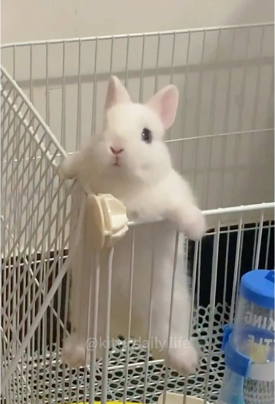 Naughty Bunny#rabbit #funny #funnyvideo #pets #cute #bunny #foryou 