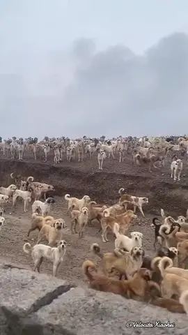 Seharusnya ada lebih dari 300 ribu anjing liar di wilayah Kuristan Iraq. Suatu tempat tersembunyi di luar kota Erbil ( populasi 1,8 juta ) Ini di sebut tempat penampungan Tetapi pada dasarnya ( mungkin lebih dari 10.000 ) di buang begitu saja, tanpa cukup makanan dan perawatan medis 😢😢