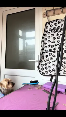 Rio 🐶 #yorkshireterrierlove #doggyhaircut #gentlehands #forcefree #doggroomerthings 