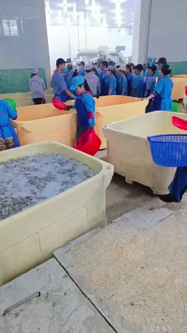 này bạn hiền tui kể #94baclieu #xuhuong cty thủy sản 