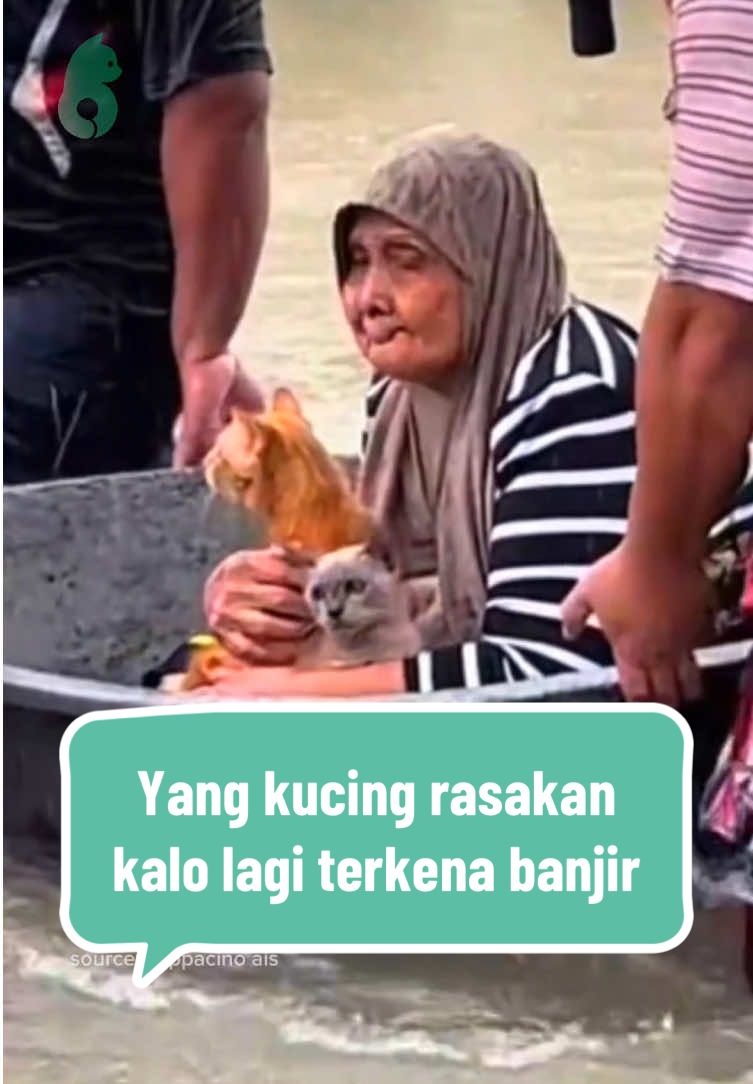 Ternyata ini yang dirasakan kucing kalo terkena banjir  Menurut kamu gimana perasaan kucing kalo terjebak banjir? komen di bawah ya #banjir #banjirbandang #kucing #kucingtiktok #catlovers #cat #pedulikucing #pedulibanjir #holycatlabs @Holycatlabs Bercerita 