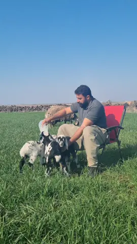 #keşfet #serşiwan #sefobeg 