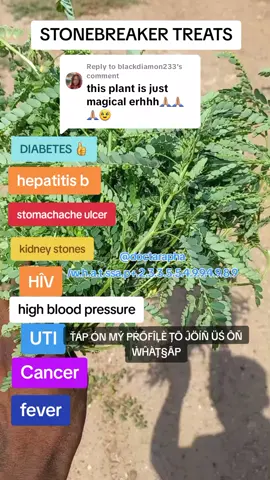 Replying to @blackdiamon233 #fypv #ghana #stonebreaker #doctarapha #healthbenefits #phyllantus_niruri #fypv #herbstlook 