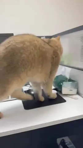 Failed cat #cat #funnyvideo #catsoftiktok #fyp #pet 