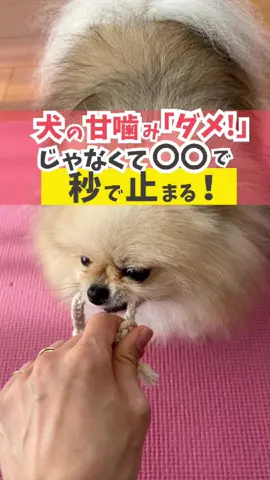 犬の甘噛みは「ダメっ！」と言うより💦〇〇で落ち着いて止めよう#犬のいる暮らし #犬のいる暮らし #甘噛み #ドッグトレーナー#犬の気持ち