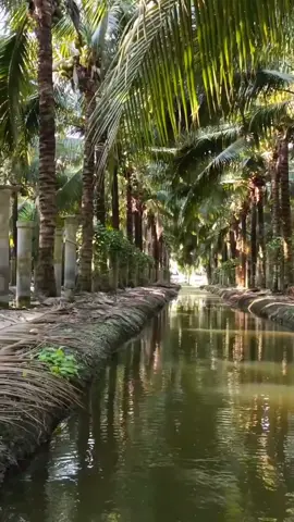 #พายเรือดูสวนมะพร้าว🌴🌴#สวนมะพร้าวบ้านแพ้ว🌴🌴🌴 