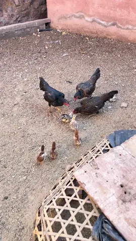 Hens Stick Together, Rooster Hesitates to Fight! 🐔🐓 The Black Hen Struggles to Walk After a Month in Isolation! #GamefowlEnthusiast #HighQualityGamefowl #BurmeseChicken #LiveFootage #GamefowlBreeding
