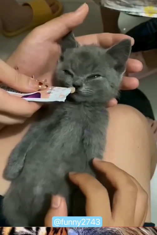 Meal time.#funny #funnyanimals #funnyvideos #cuteanimals #pet #cats #fyp 