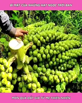 Bí mật của những hạt ngọc trời ban, món quà đắt giá từ mẹ thiên nhiên #xuhuong #longvideo #longvideos #review #reviewphim #reviewphimhay #mereview #mereviewphim #phimngontinh #khophimngontinh #phimtrungquoc #daophimtrung #fyp #foryou