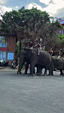 Mời em về quê anh huyện lăk để ngắm voi 🥰❤️#47daklak 