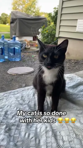 Naughty kitten !😹😹🤣#catsoftiktok #usa #foryou #fpy #catlover #funny #funncat 