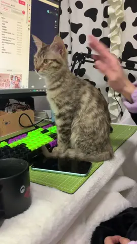 Cat:don’t touch me!#tiktok #funnyvideos #usa🇺🇸 #funnyvideos #cats #foryou 