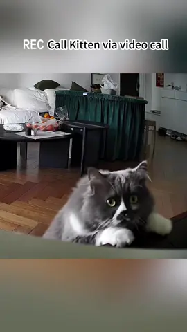 Call my kitten remotely.#usa_tiktok #cat #fouryou #funnyvideos #catsoftiktok #fyp #tiktok #funny 