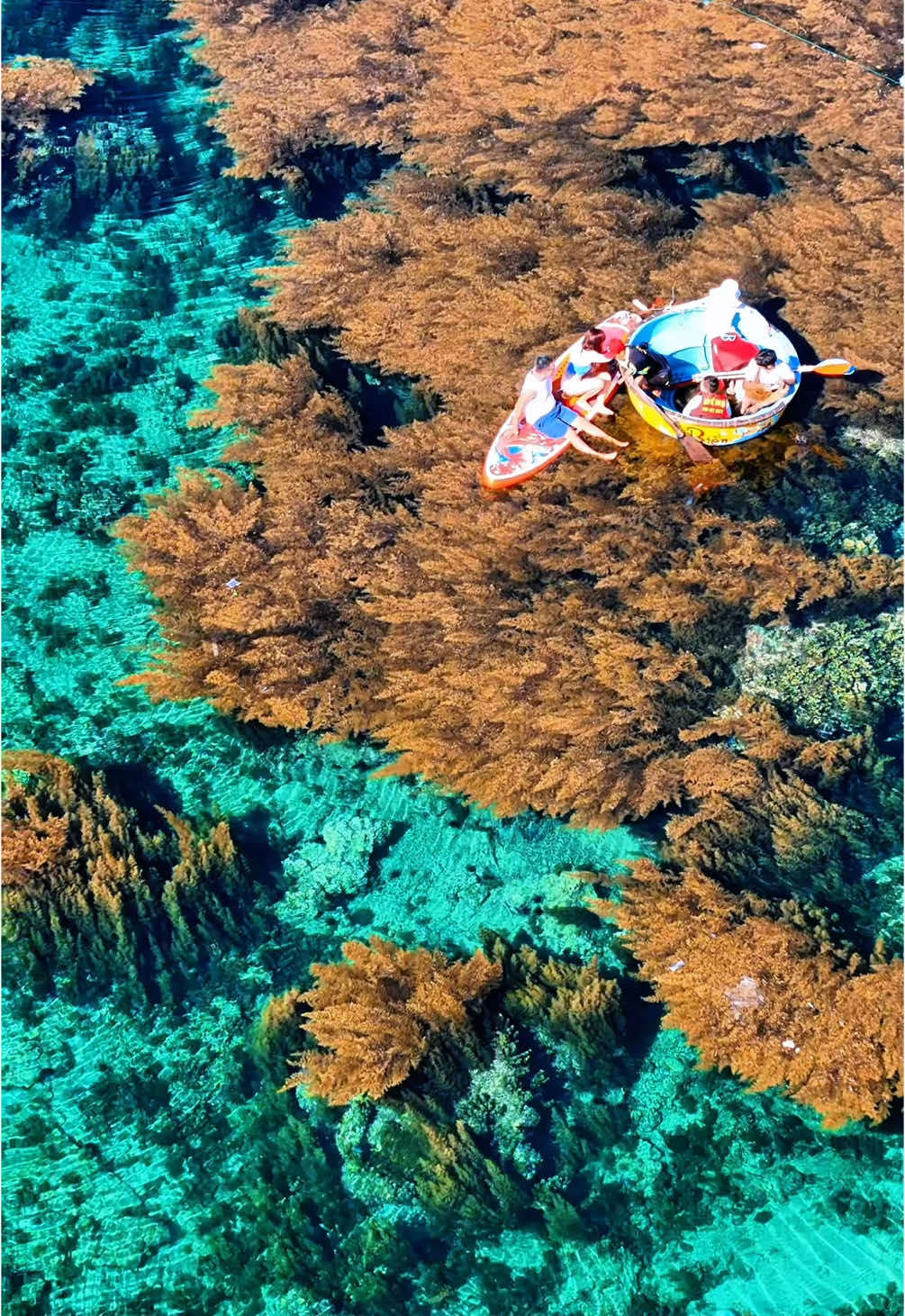 Chuẩn bị đón chào mùa rong mơ Hòn Khô vào tháng 4 này nhé 😍 #quynhon #xuhuong #tiktoktravel #honkho 